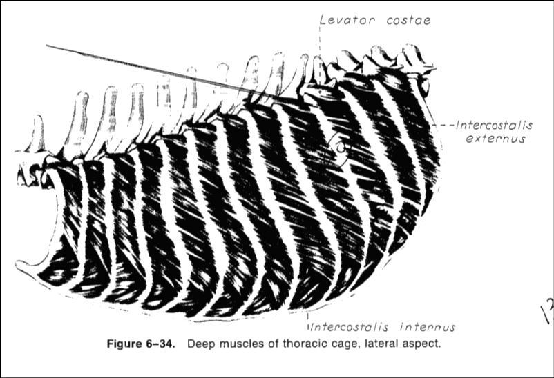 Figure 12 - Thorai Cavity, levatores ostarum, retus thorais, ranial serratus dorsalis, and salenus musles.