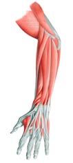 Muscles of the Forearm Anterior Biceps brachii Pronator