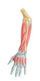 the Forearm Posterior Brachioradialis Triceps brachii