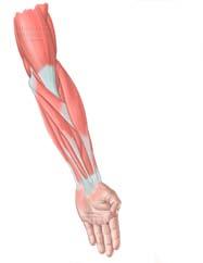 Extrinsic Hand Muscles Anterior Flexor carpi radialis Palmaris longus Flexor carpi