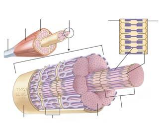 (sarcoplasm) Myofibrils Contain actin and myosin Sarcomeres Contains myosin and actin Perimysium Muscle fibre Tendon Muscle belly
