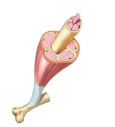 How Muscles Attach to Bone Indirect attachment: Epimysium extends past muscle as a tendon Attaches to periosteum of bone Direct attachment: Epimysium adheres to