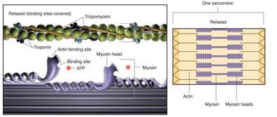 The Sliding Filament Theory Myosin crossbridges (small bridges on