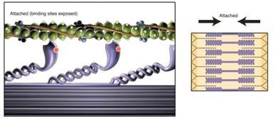Sliding Filament Theory Myosin crossbridges Attach, rotate,