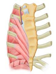 Muscles of Respiration Internal thoracic artery and