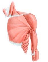abdominis Quadratus lumborum (deep) Muscles of the