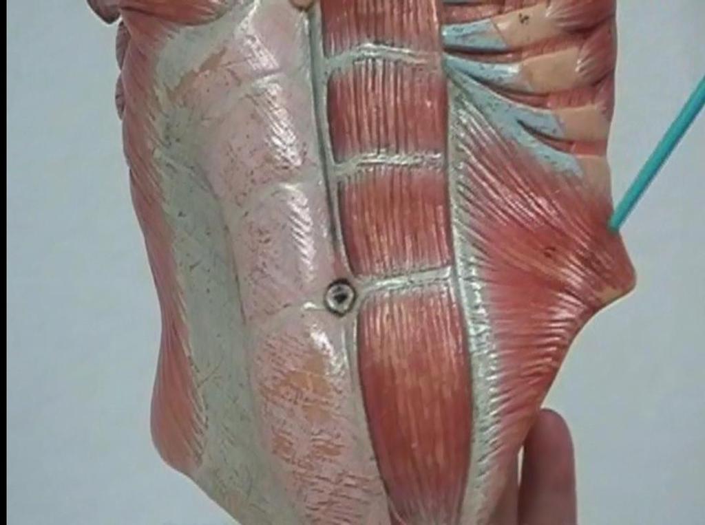Muscles of the Abdomen Rectus