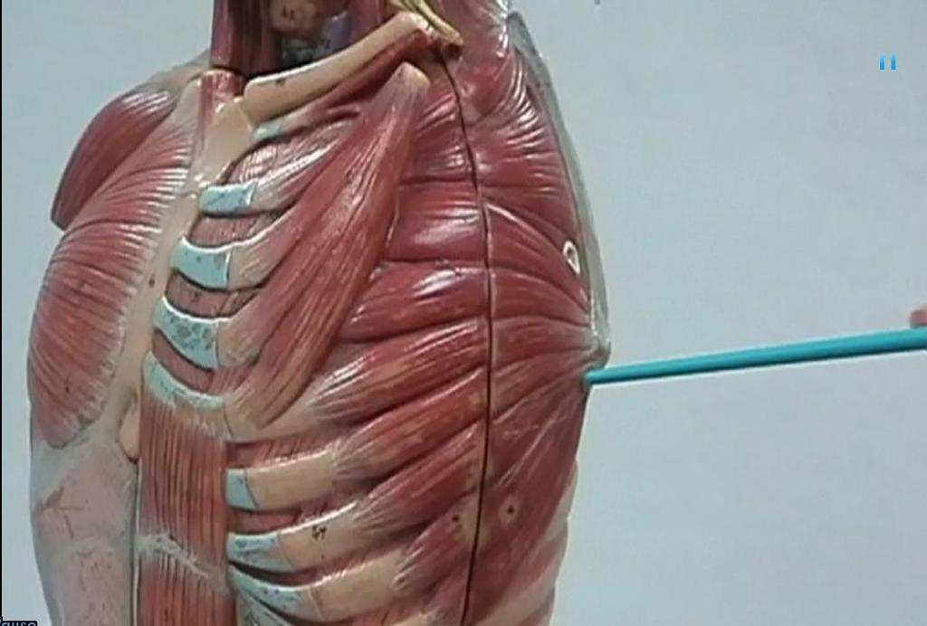Muscles Acting on the Shoulder