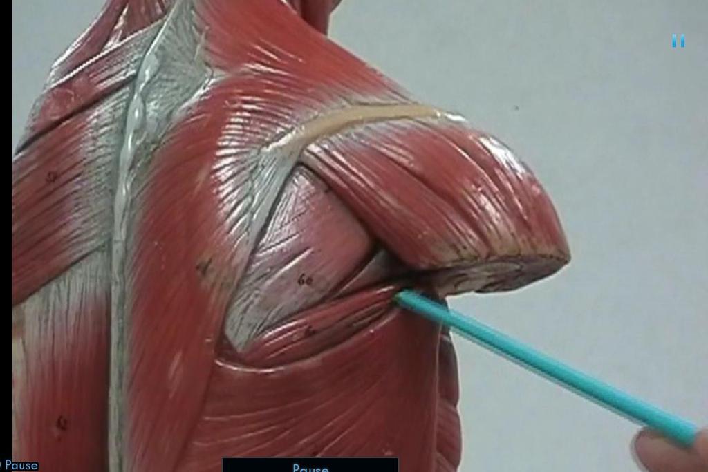 scles of the Arm Deltoid