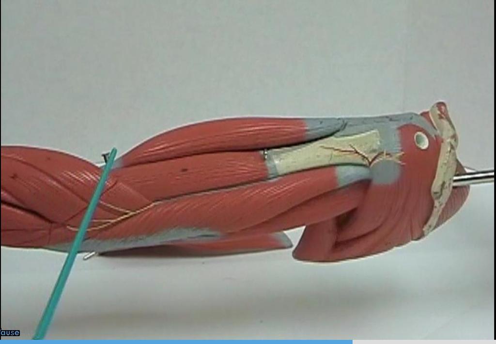 Muscles of the Arm Biceps
