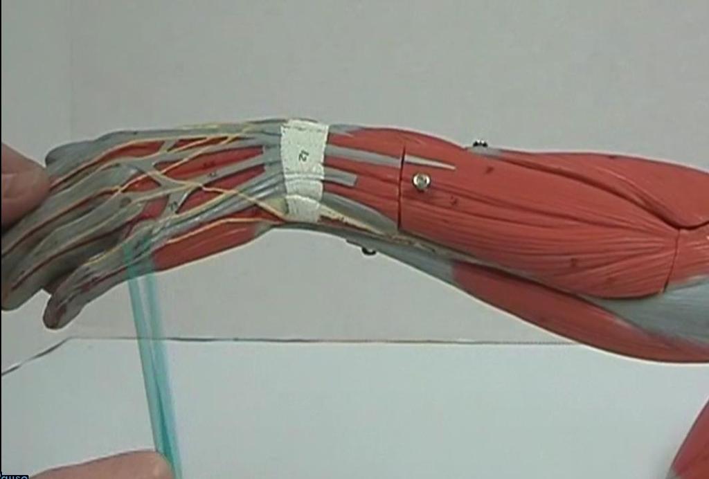 Muscles of the Forearm Extensor