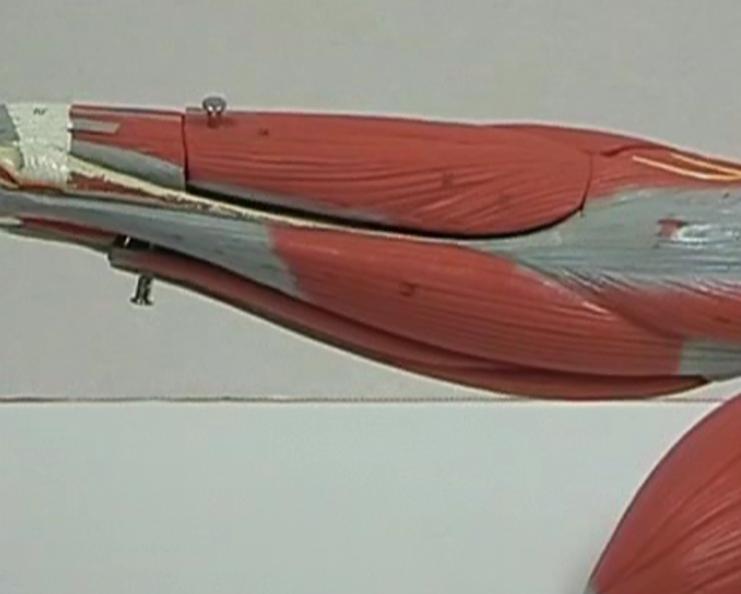Muscles of the Forearm Extensor carpi