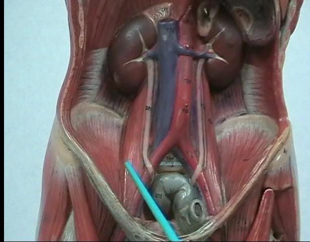 Muscles Acting on the Hip and Femur Iliacus