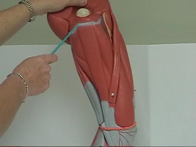 Muscles Acting on the Hip and Femur