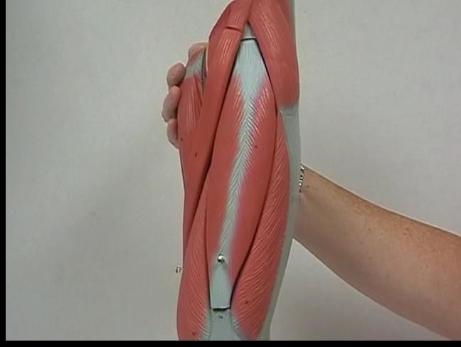 Muscles Acting on the Knee Quadriceps femoris