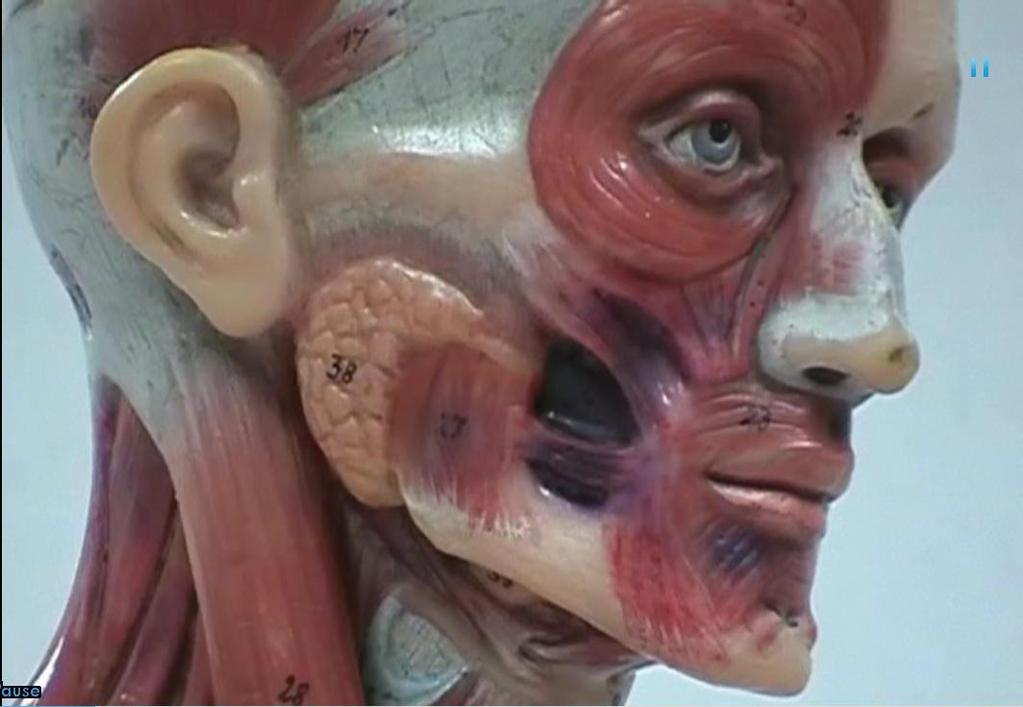 Muscles of Facial Expression Zygomaticus Bucccinator