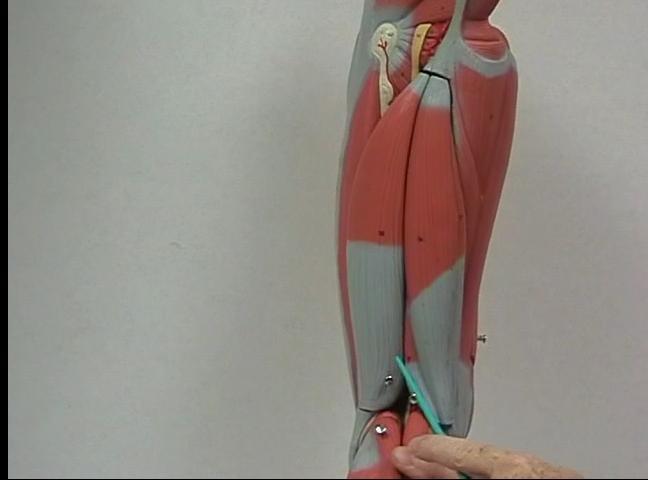 Muscles Acting on the Knee Hamstring