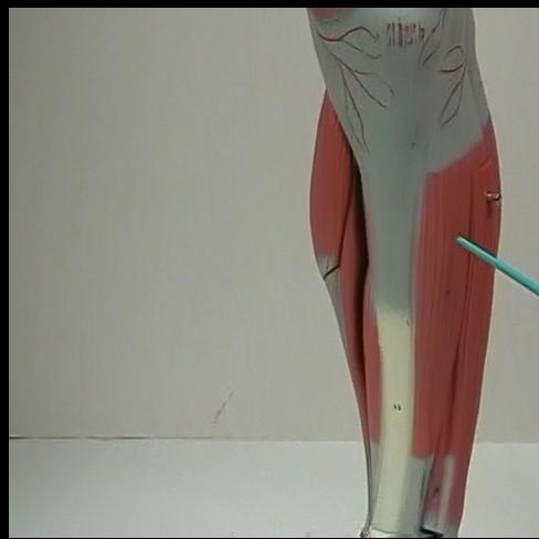 Muscles Acting on the Foot