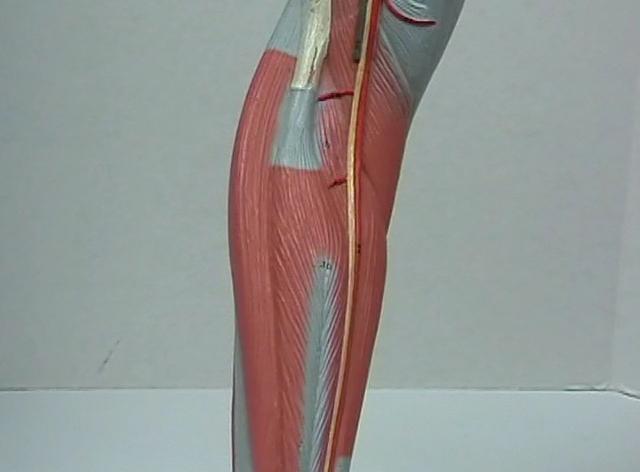 Muscles Acting on the Foot