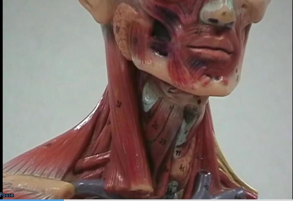 Muscles of the Neck Sternocleidomastoid