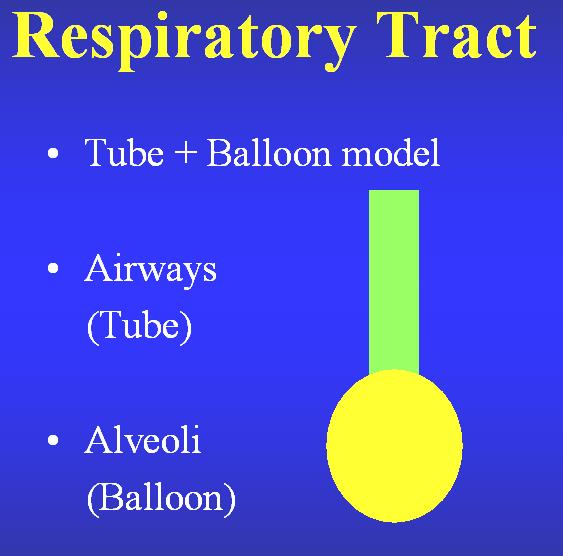 The respiratory tract can be simplified into a tube and balloon model to understand the basic concepts of application of CPAP.