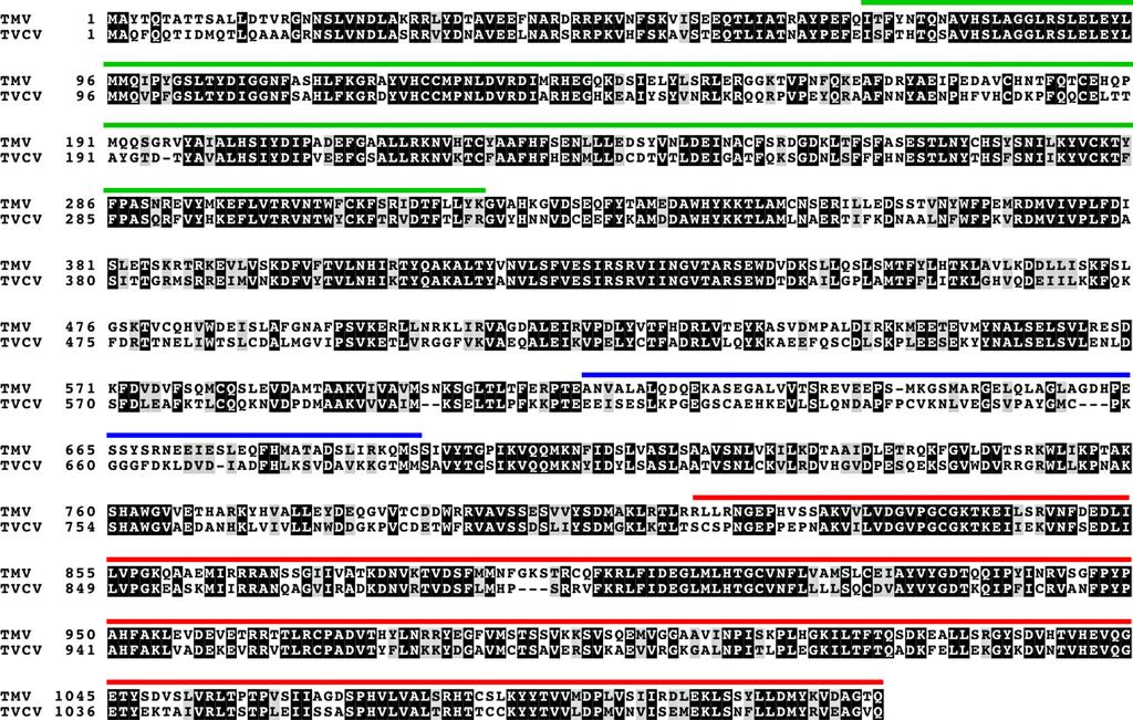 Fig. S4. Comparison of amino acid sequences between the TMV 126-kDa (TMV) and TVCV 125-kDa (TVCV) proteins.
