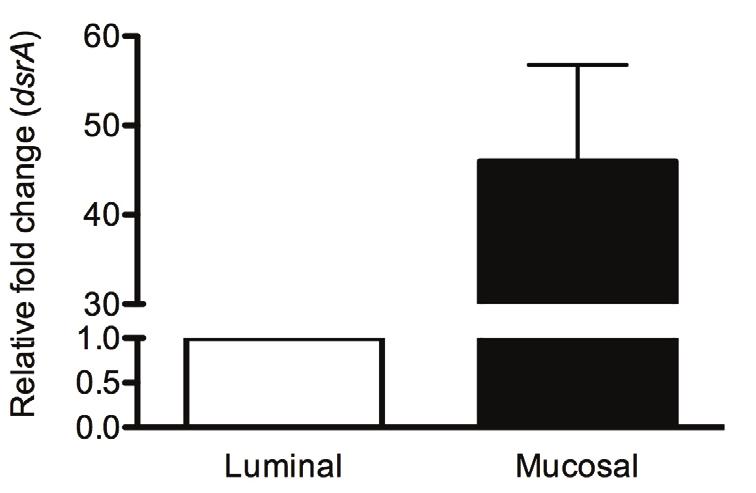 SUPPLEMENTARY INFORMATION RESEARCH ** Supplementry Figure 5. B. wdsworthi preferentilly colonized the mucos of germ-free IL10 -/- monossocited mice fed MF.