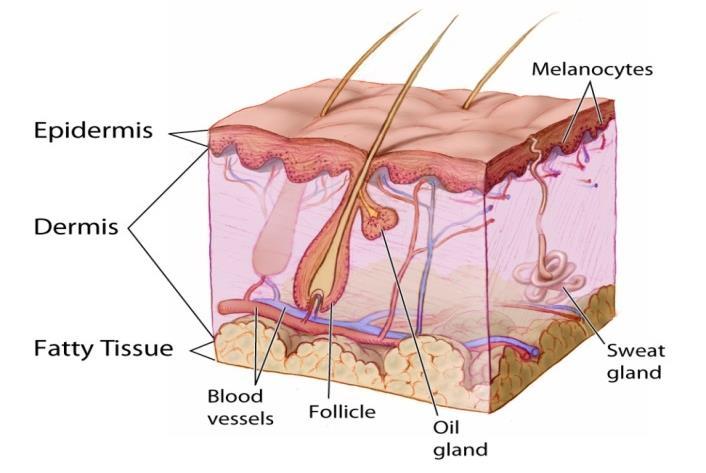 108 Chapter 12 Diseases of the Skin and Subcutaneous Tissue Highlights Instructional notes Image