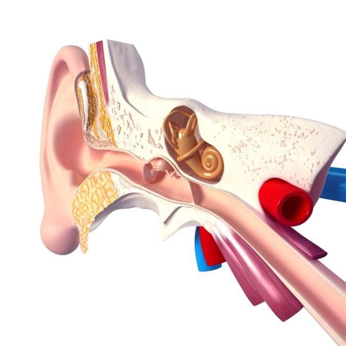 53 Chapter 8 Diseases of the Ear and Mastoid Process Highlights Laterality Conventions
