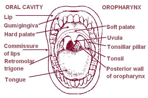 68 Chapter 11 Diseases of the Digestive System Mouth Lips Tongue Image