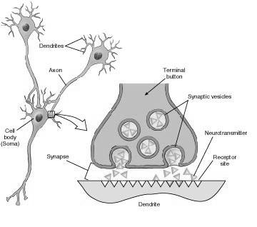 The most common arrangement at the end of an axon consists of a terminal button to send the signal, a dendrite to receive the signal, and the gap between the two, which is the synapse.