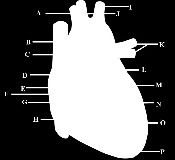 Cardiovascular I The Heart Name: Laboratory #4 Report For each label in the human heart figure above, give