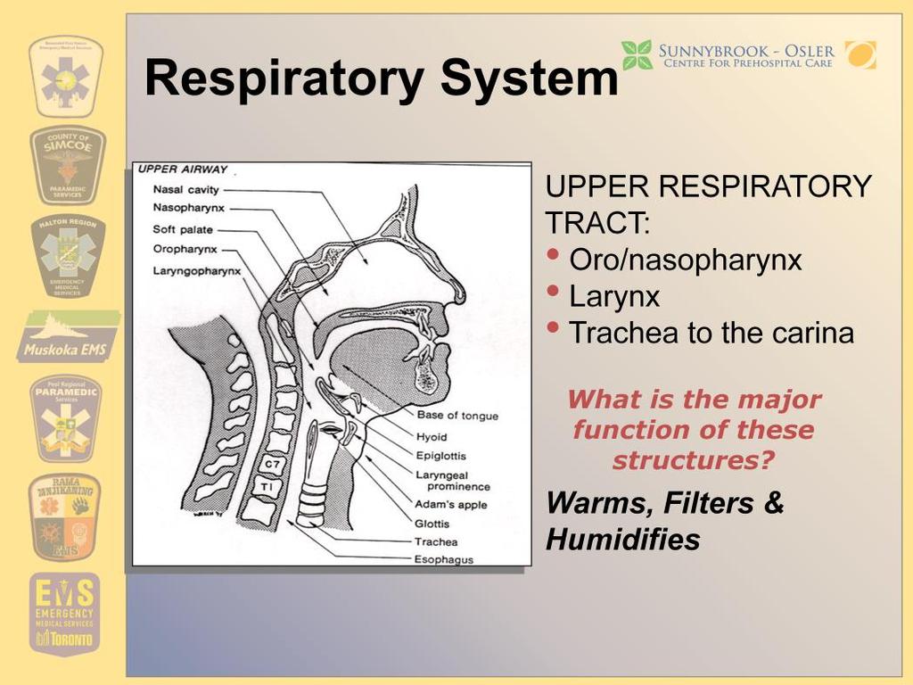 Major function of the Upper Respiratory tract is to warm, filter and humidify air. Discuss the consequences of intubation to the air passage