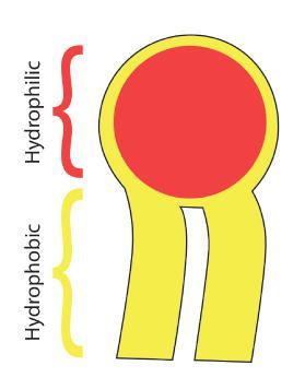 There are four major phospholipids that comprise the plasma membrane.