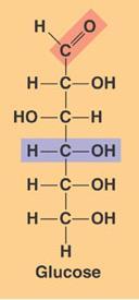Polysaccharides (carbohydrates)- sugars and polymers of sugars Formula (CH2O)n Glucose = C 6 H