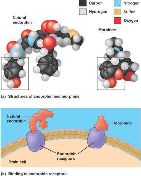 What is the importance of Molecular Shape and Function? Ex.