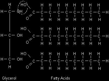 In order to join Glycerol to the three fatty acids we simply remove three molecules of water by