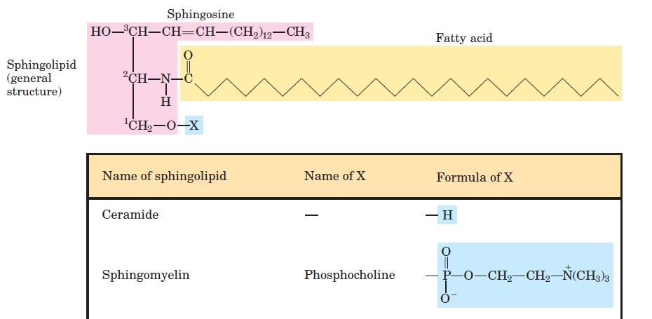 (II) SPHINGOLIPIDS/SPHINGOPH OSHOLIPIDS: sphingolipids represent another class of lipids found frequently in biological membranes.