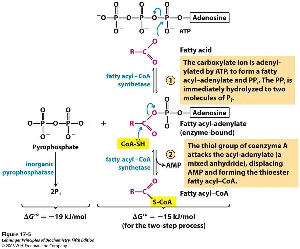 FATTY ACID ACTIVATION Before fatty acids can be oxidized, they must be