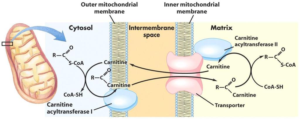 TRANSPORT ACROSS MITOCHONDRIAL MEMBRANE Although fatty acids are activated