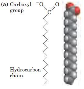 (A) FATTY ACIDS: A fatty acid is composed of a long hydrocarbon (tail ) and a terminal carboxyl