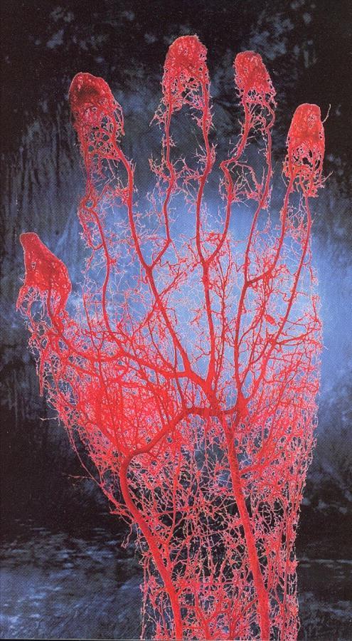 Capillaries Blood vessels so small only one RBC can pass at a time, sometimes by folding.