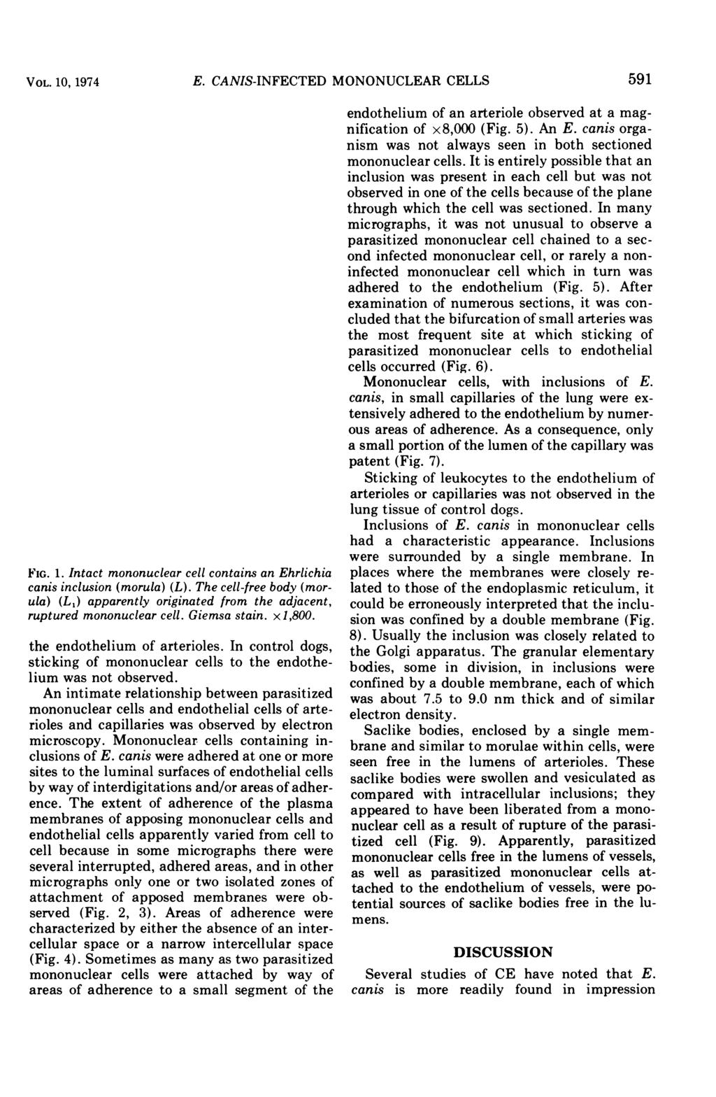 VOL. 10, 1974 LI '_ J FIG. 1. Intact mononuclear cell contains an Ehrlichia canis inclusion (morula) (L).