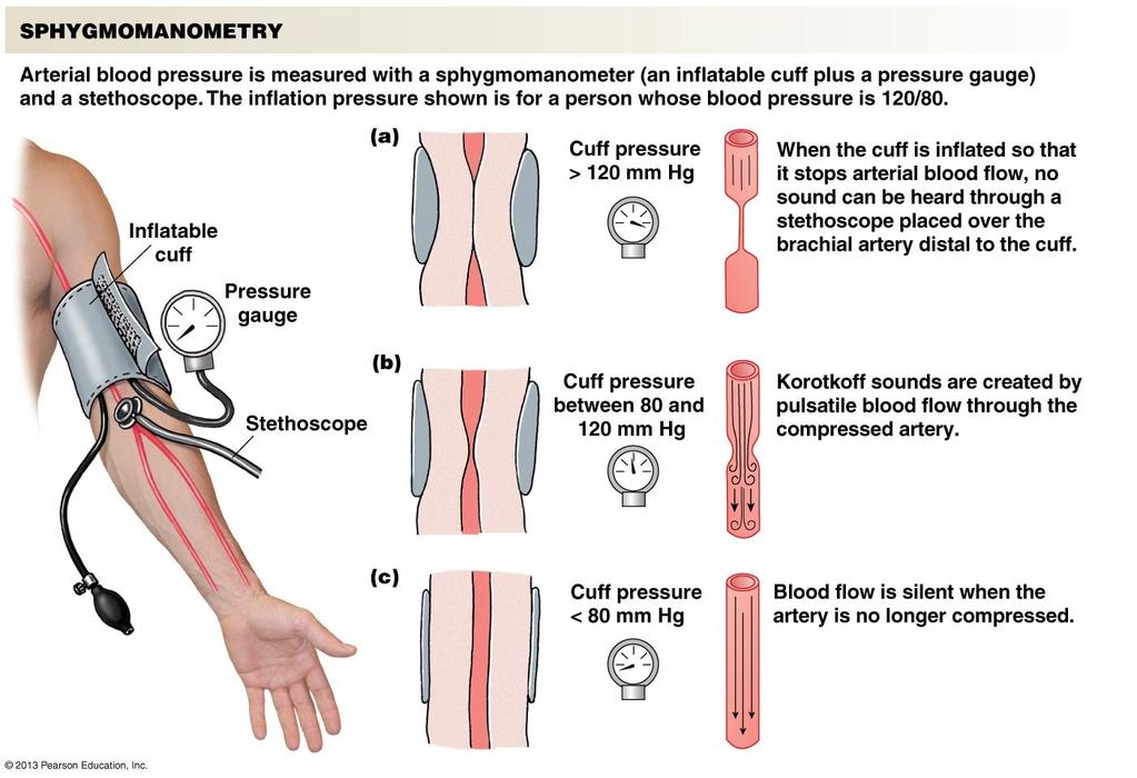 Blood Pressure Measurements Systolic Pressure: Avg. high of 120 mm Hg Diastolic Pressure: Avg.