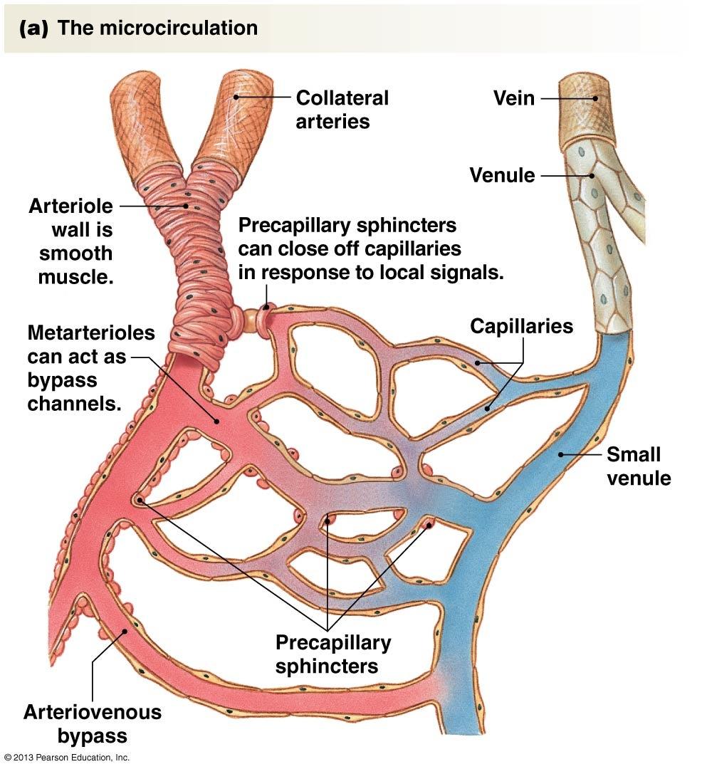 Blood Vessels Made of smooth muscle, elastic and fibrous connective tissue Cells are not electrically coupled Blood Vessels Arteries arterioles metarterioles capillaries venules veins