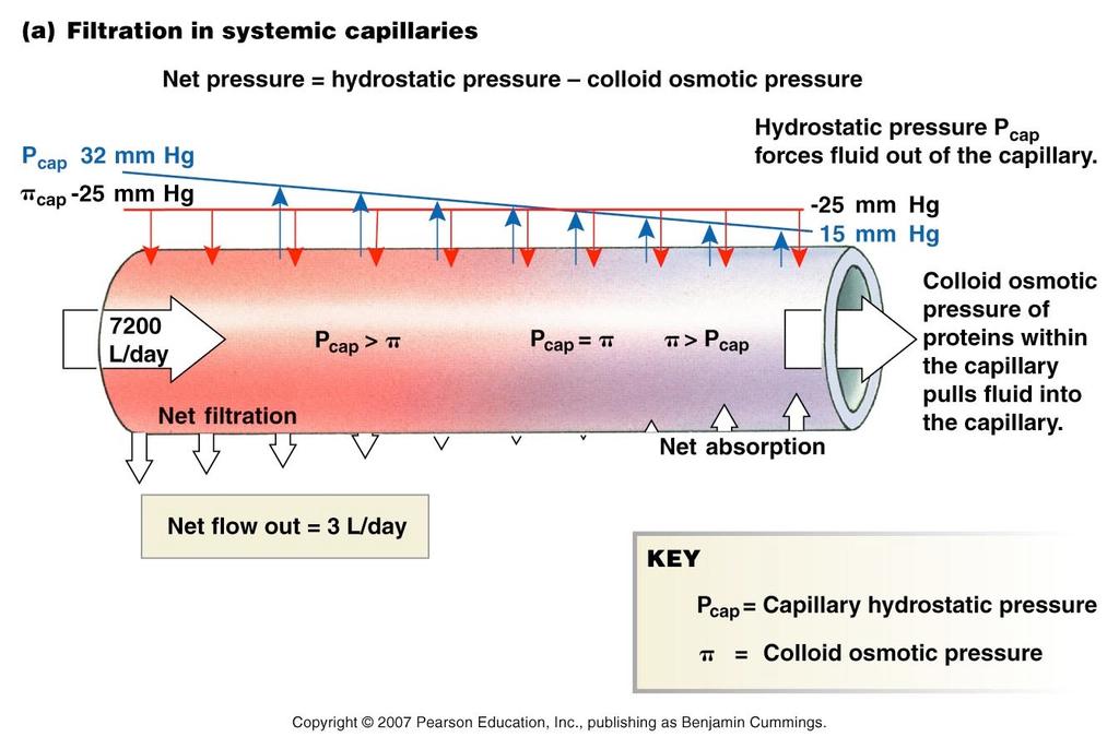 capillary as energy is lost to friction 2.