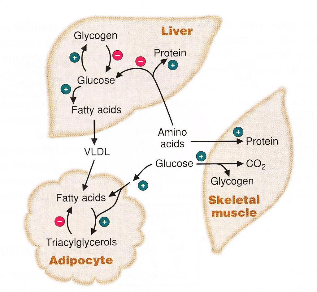 Major sites of insulin action on fuel metabolism: The storage of nutriens glucose transport into muscle and adipose tissue glucose storage as glycogen