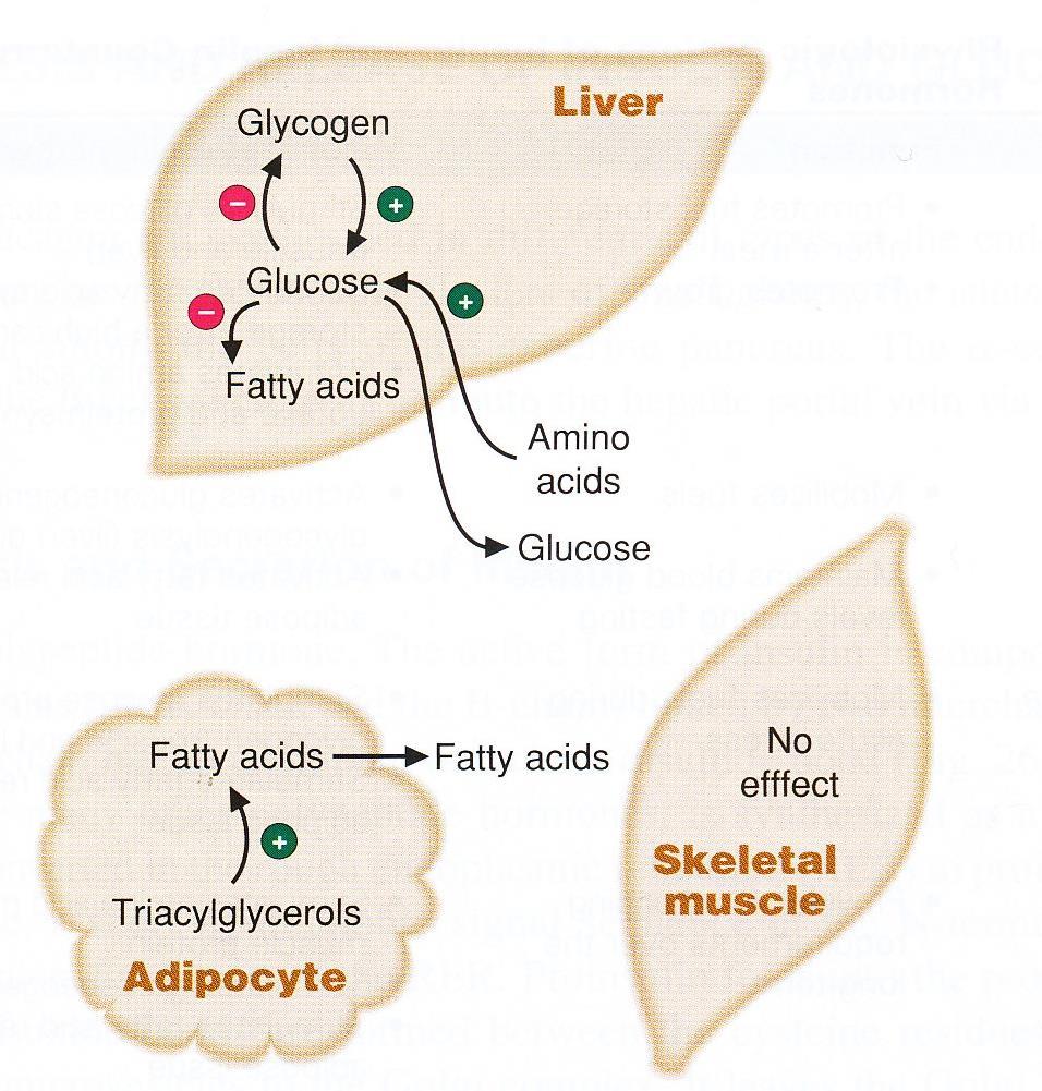 Major sites of glucagone action on fuel metabolism: Mobilization of energy stores 1.