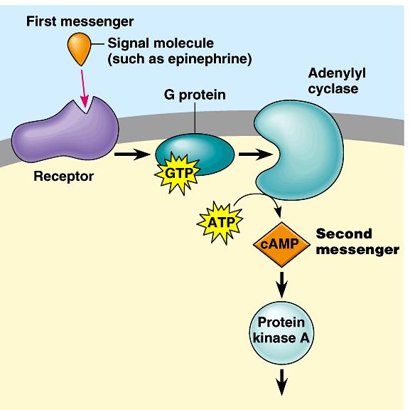 Epinephrine can also work via the camp signal transduction pathway