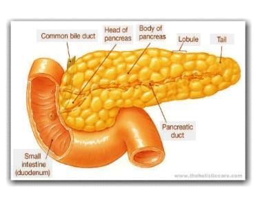 Pancreas The pancreas consists of approximately 1 million islets of langerhans interspersed in the pancreatic gland. It produces 4 types of hormones. Glucagon: secreted by alpha cells.